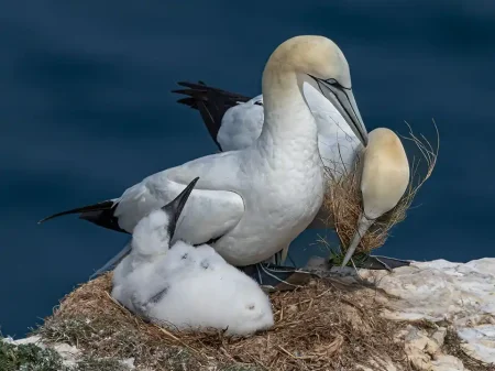 IotY26-MJGC-Gannet Nest