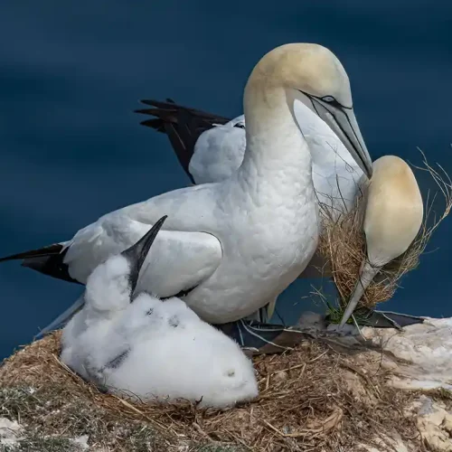 IotY26-P1-Gannet Nest